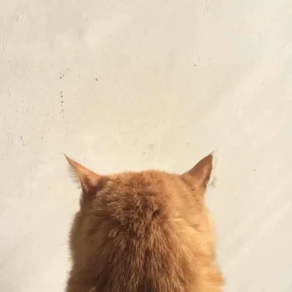 趴菜