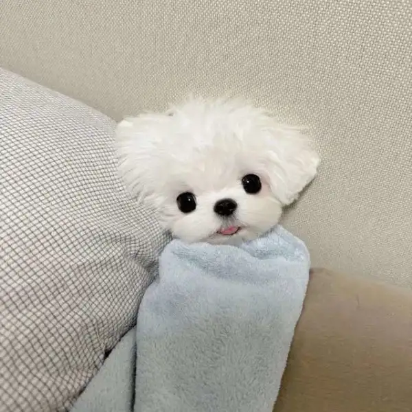 綁架一片雲兜風、👑🔰