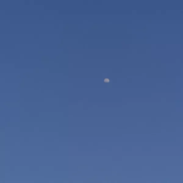 九木