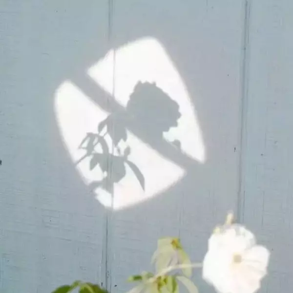 信芝