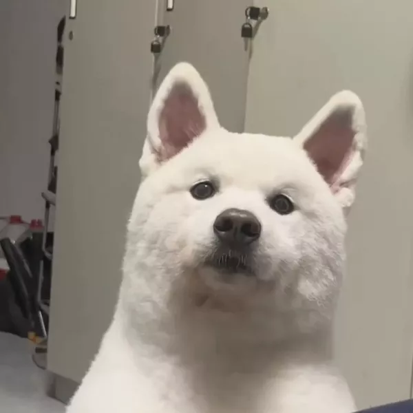 哦嚯