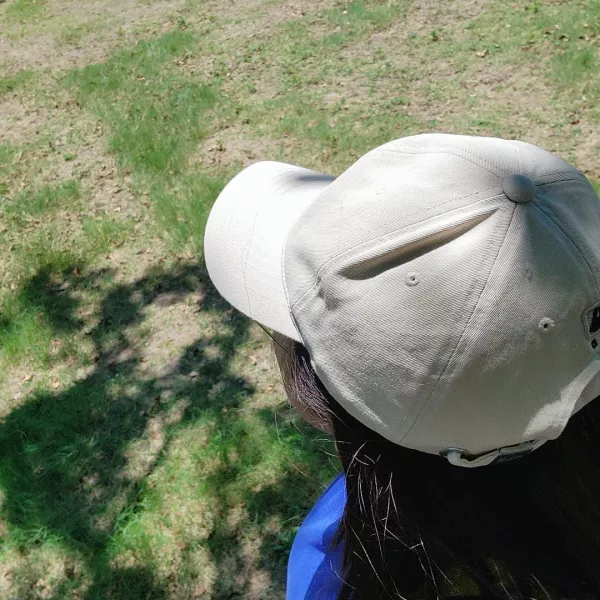 缎茶花的旧时光