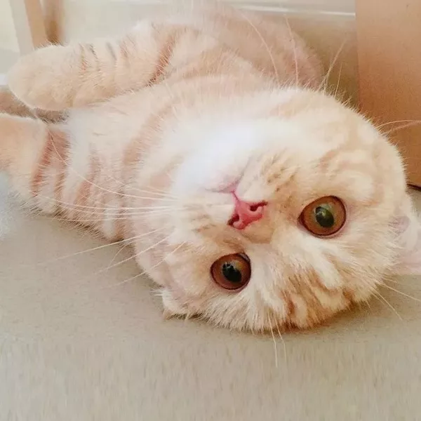 芽睢