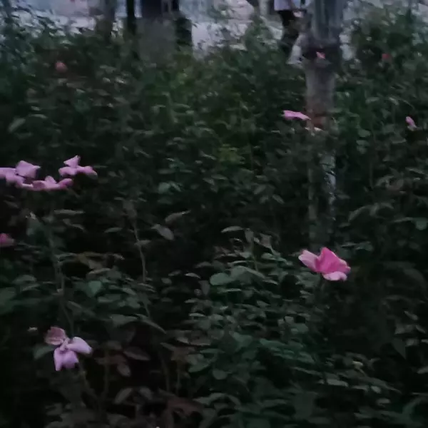 冬日舞曲