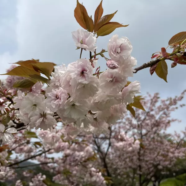 青柠梦境