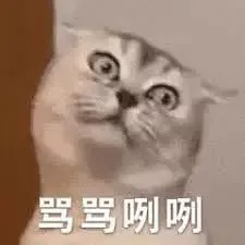 猫猫