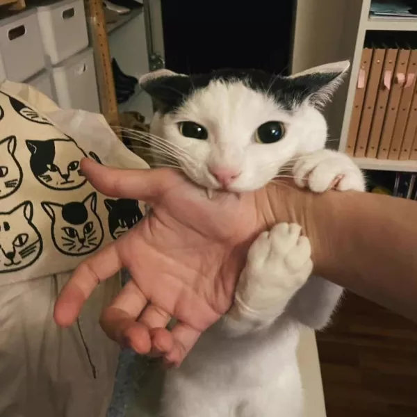 陈觉