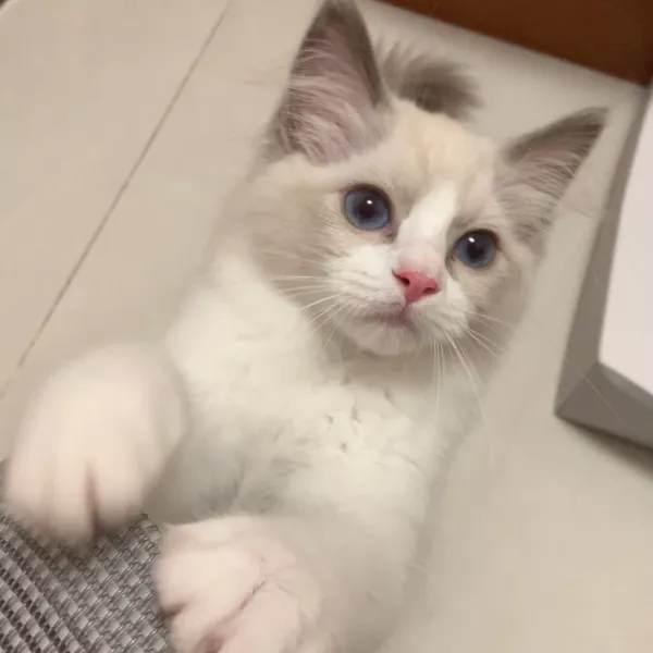 青木