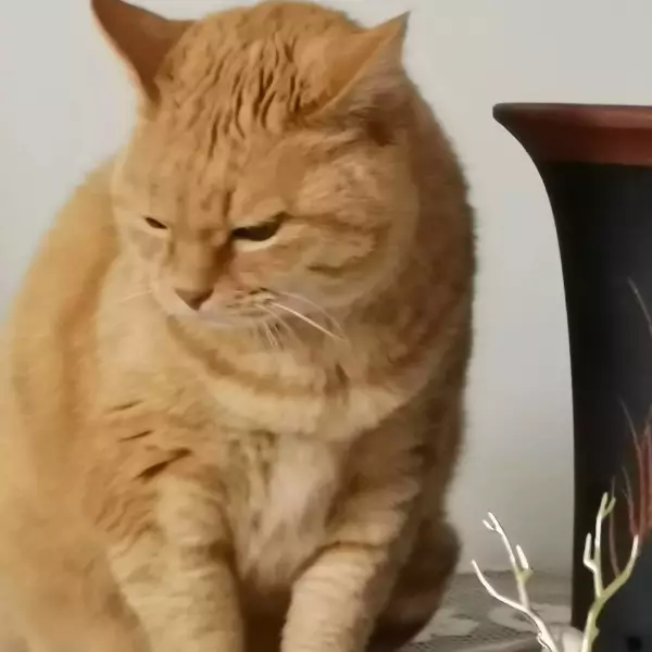 不净猫