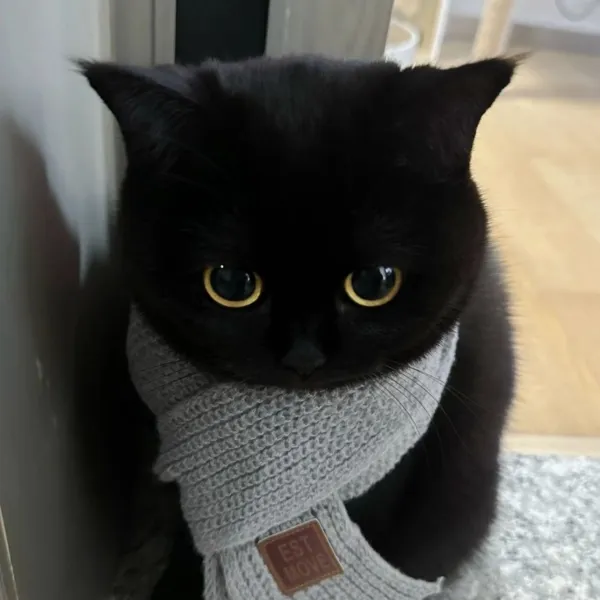 她的睫毛会耍双节棍.