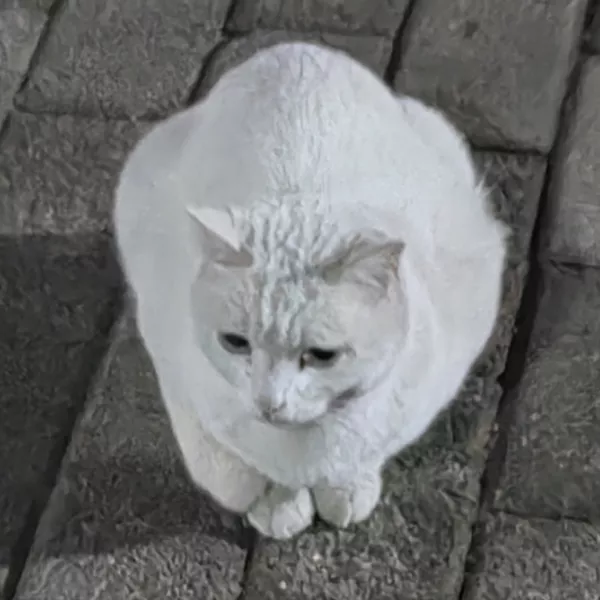 eek