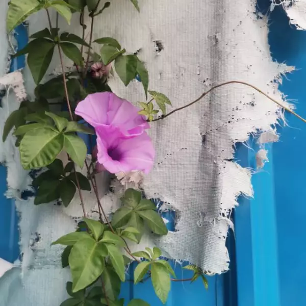 油柑子
