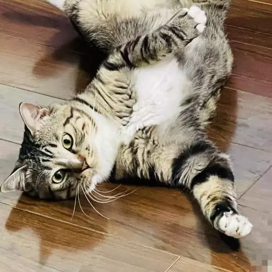 漫游者