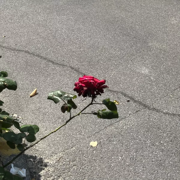 冰冰冰冰冰冰冰