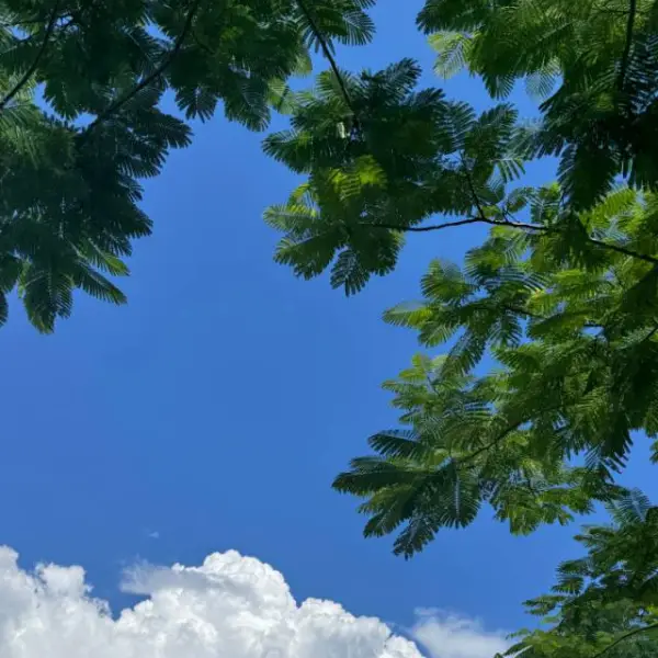 唯一盛夏