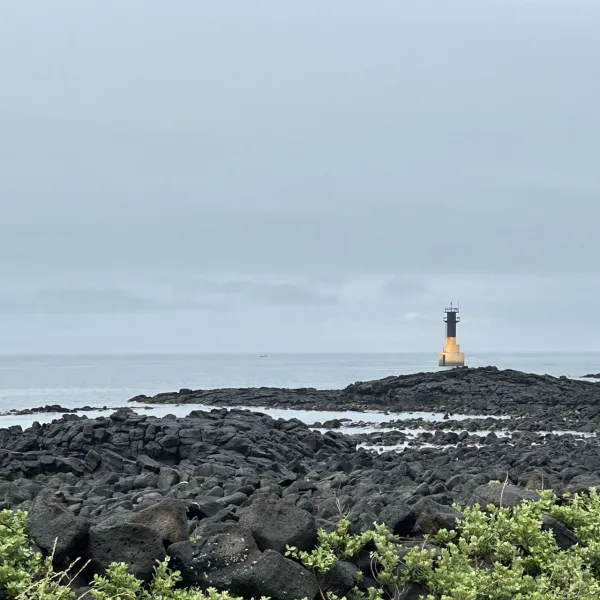 沈信鸢