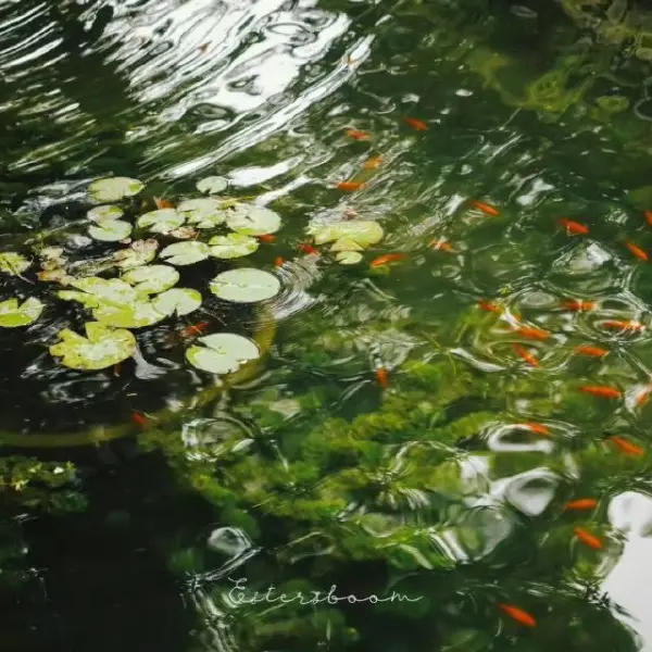 观止