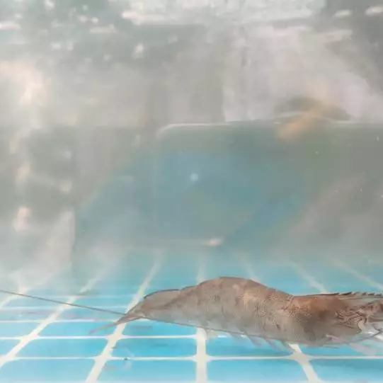 黄钰晴