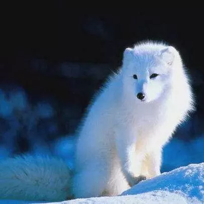 雪之狐