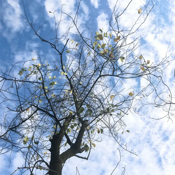 余生白