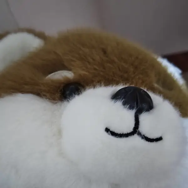 夕望旭