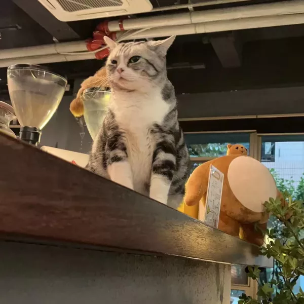 猫和猫