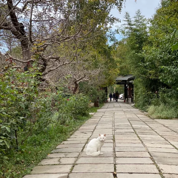 不是我
