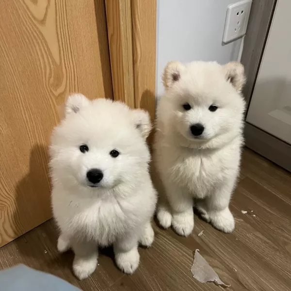 爣爣